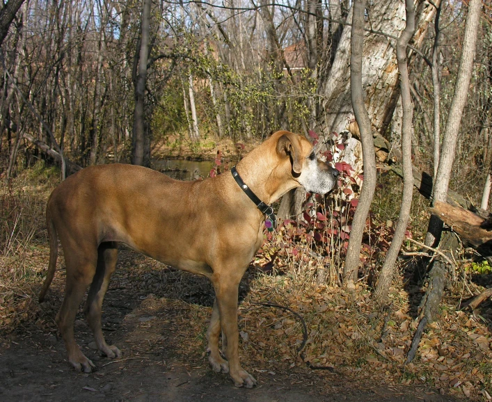 a dog that is looking around in the woods