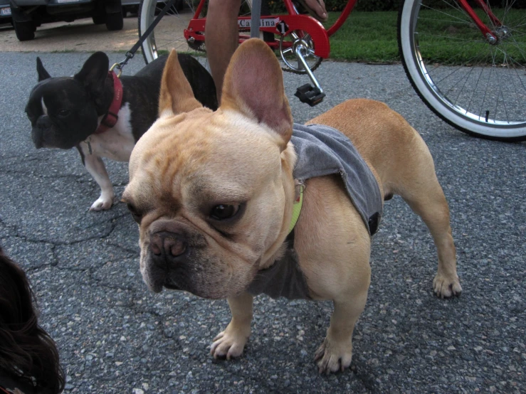 two dogs are standing on pavement in front of people