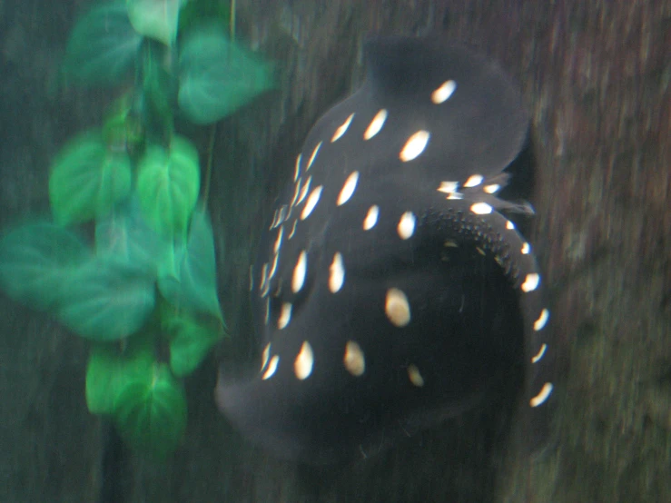 an image of an animal with white dots