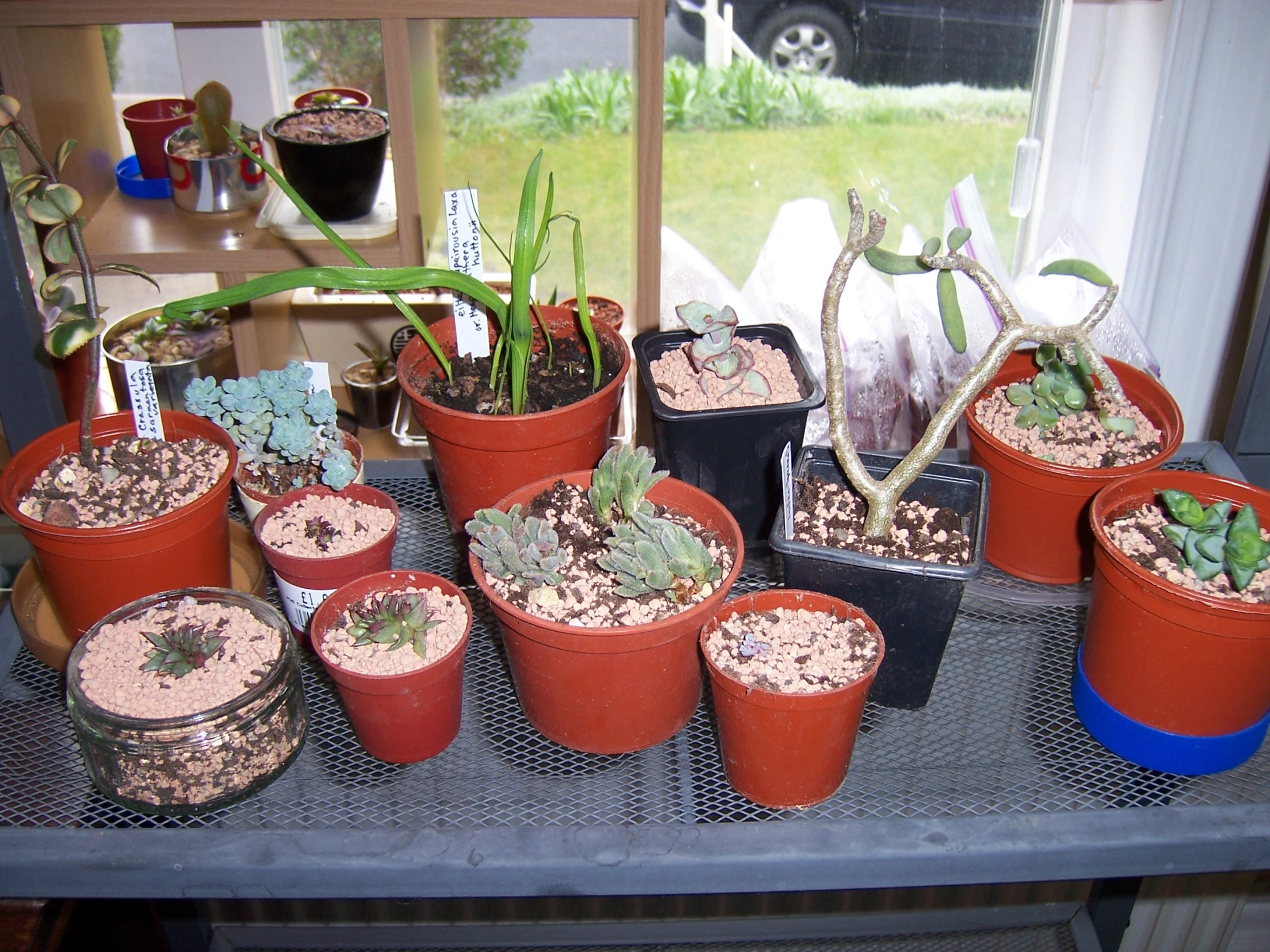 a bunch of potted plants sitting on a table