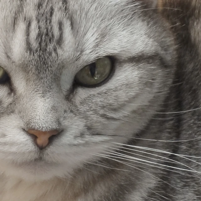 a gray and white cat with green eyes sitting on the ground