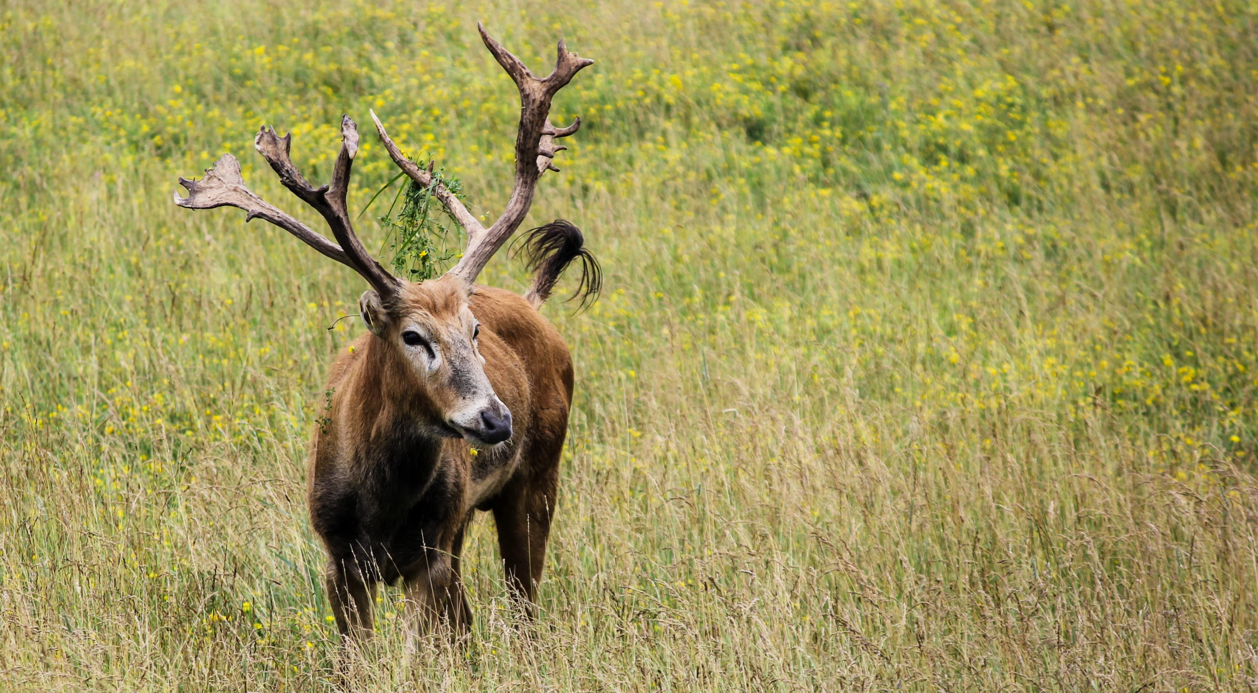 the very large animal is standing out in the grass