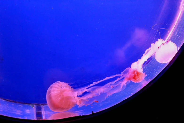 a group of orange and red jellys in a blue container