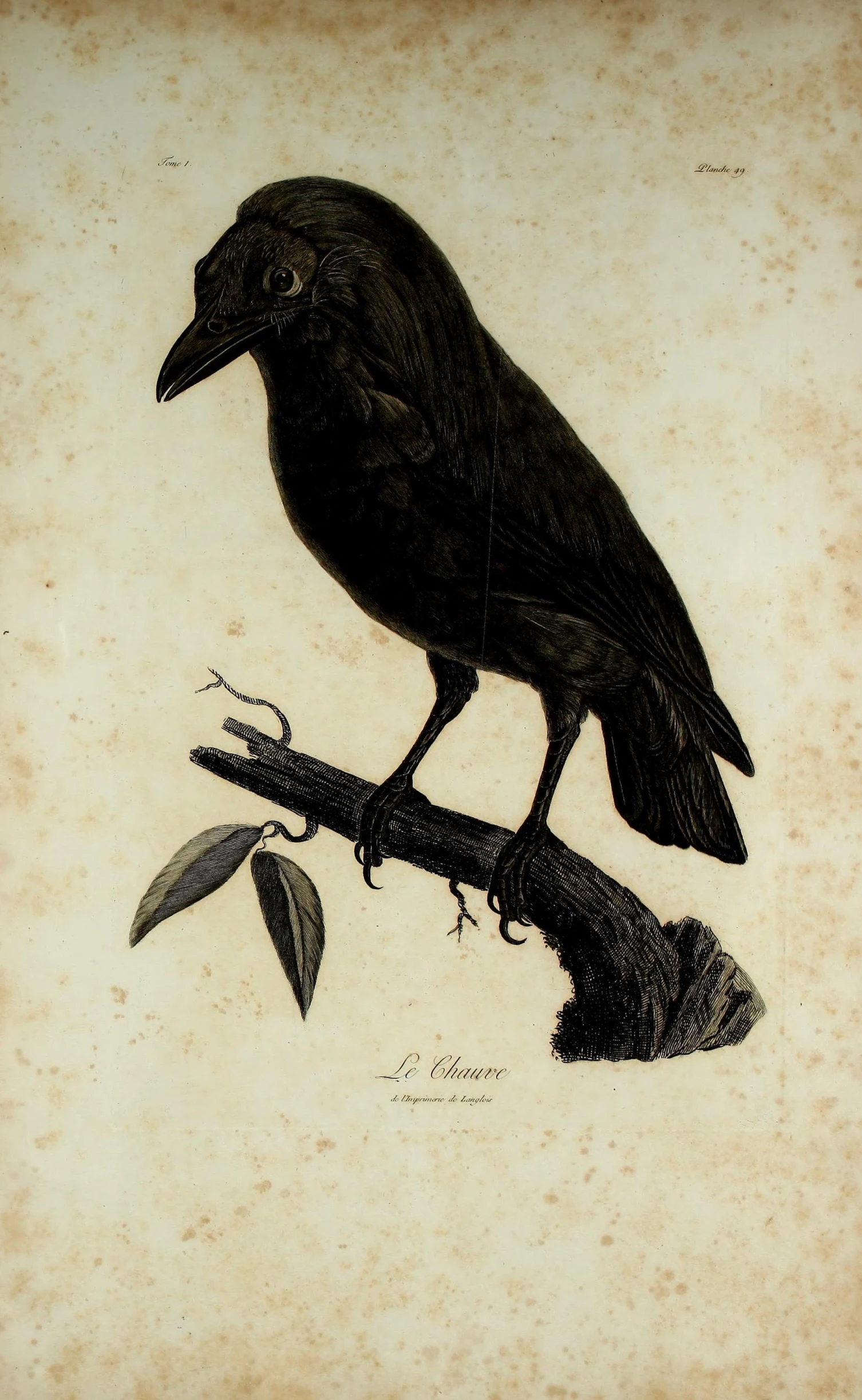 a drawing of a bird sitting on a nch