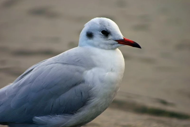 white seagull sitting on sand looking at the ocean