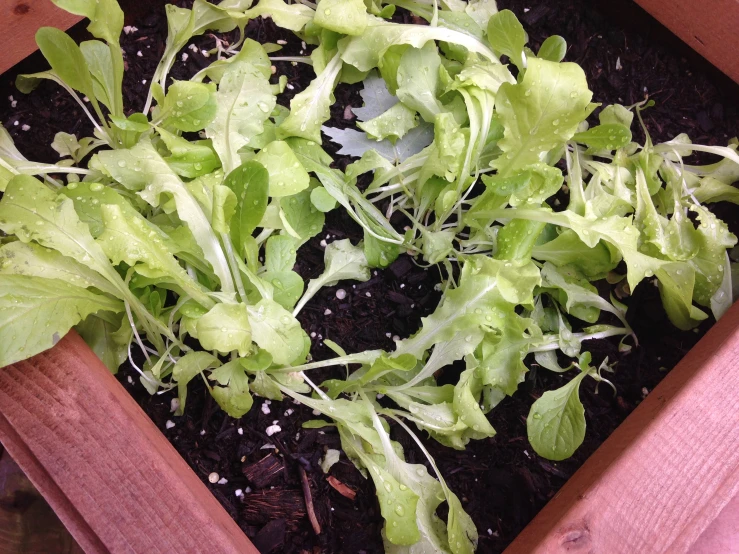 some lettuce leaves sitting in some soil