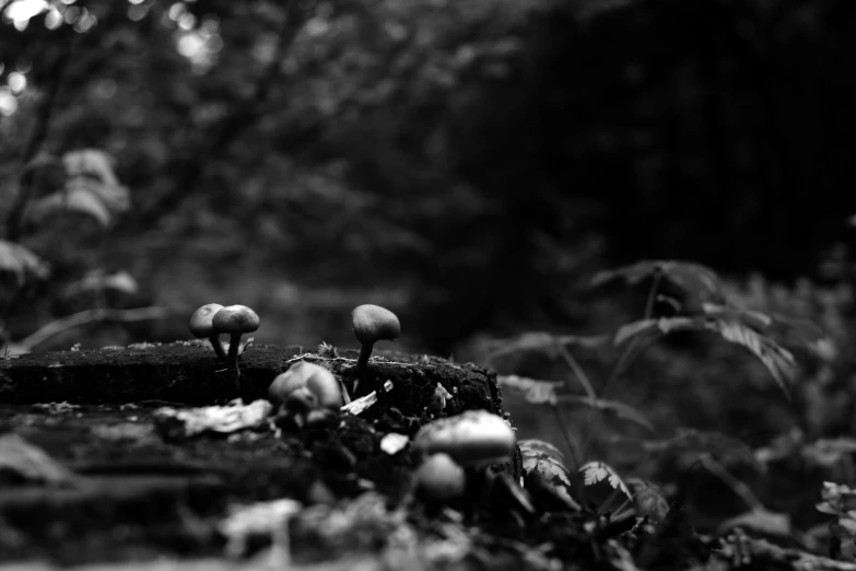 mushrooms are sitting on the bark of a fallen tree