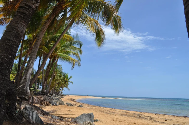 a beach with many palm trees on it