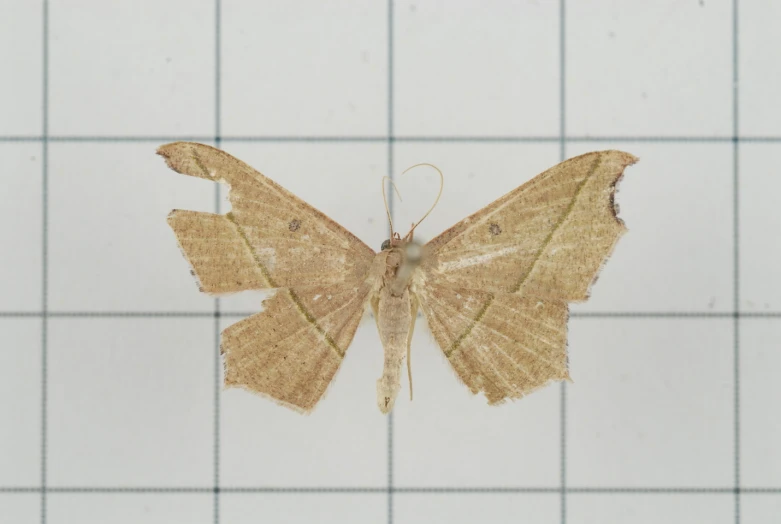 small brown erfly in an old - fashioned pattern