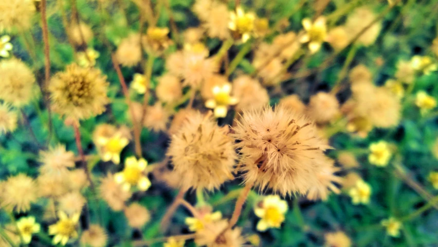 some flowers that are in the grass by a bush