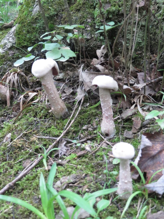 a couple of small mushrooms that are sitting on the grass