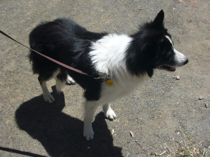 a dog on a leash outside looking into the distance