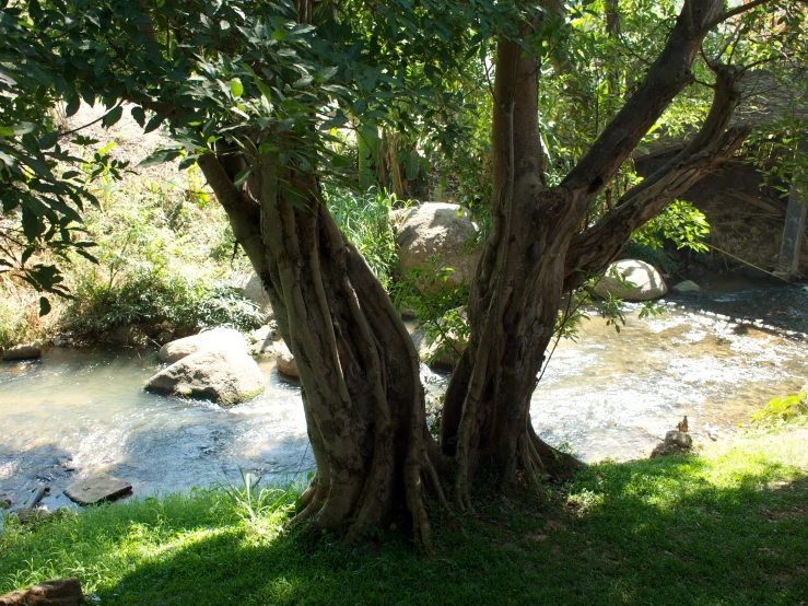 the water is flowing between two trees
