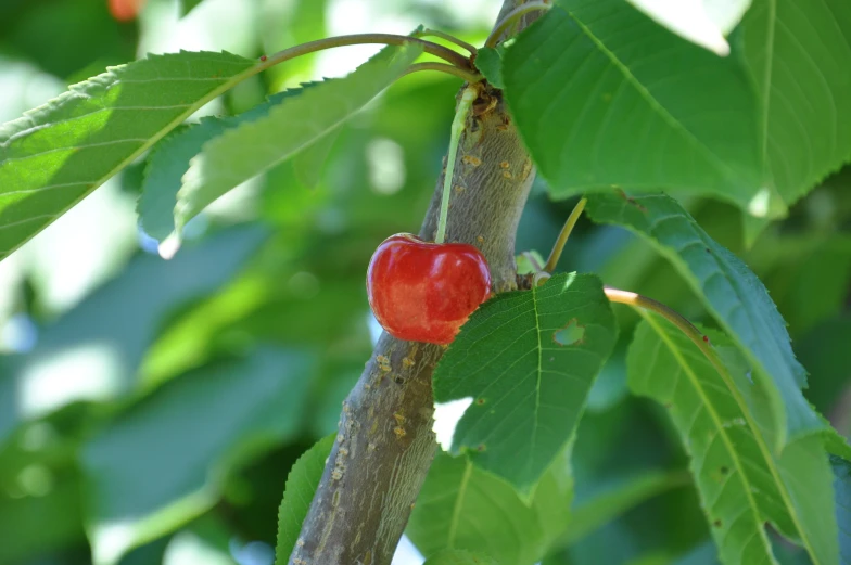 a cherry is still attached to a nch on the tree