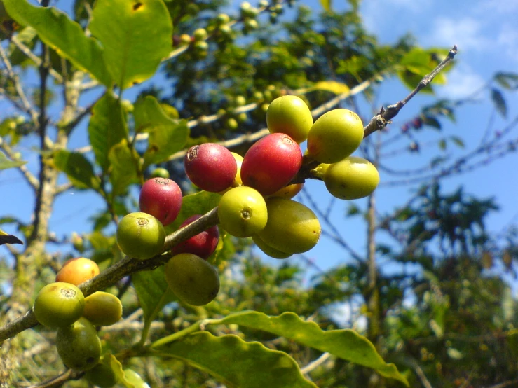 some berries on the limb of a leafy tree