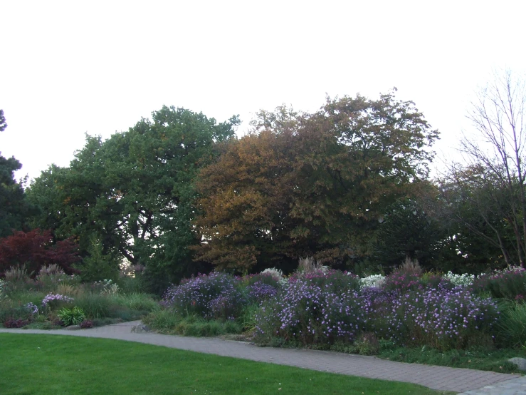 there are many trees and bushes along this trail