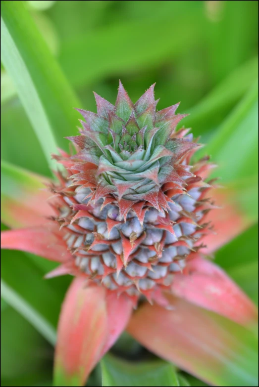 a close up po of a plant with leaves