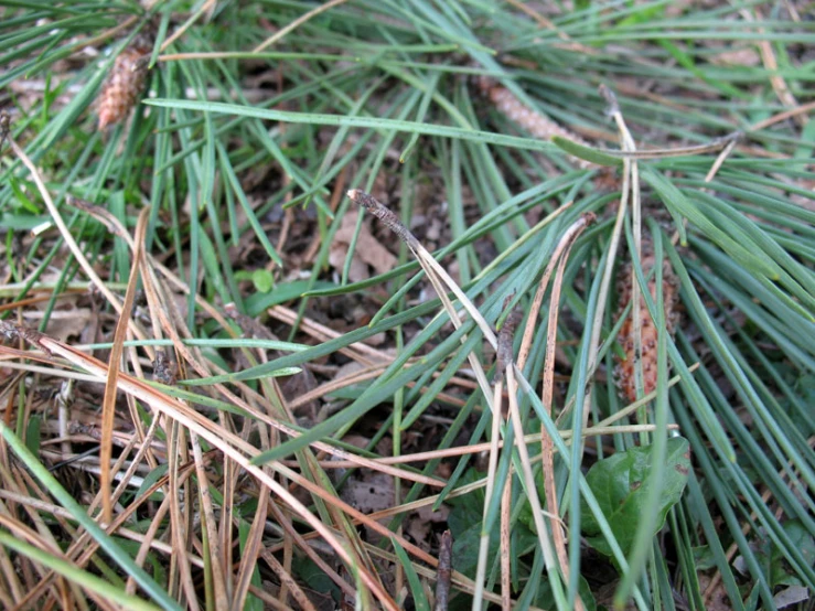 the needles of evergreen needles and a pine cone on the ground