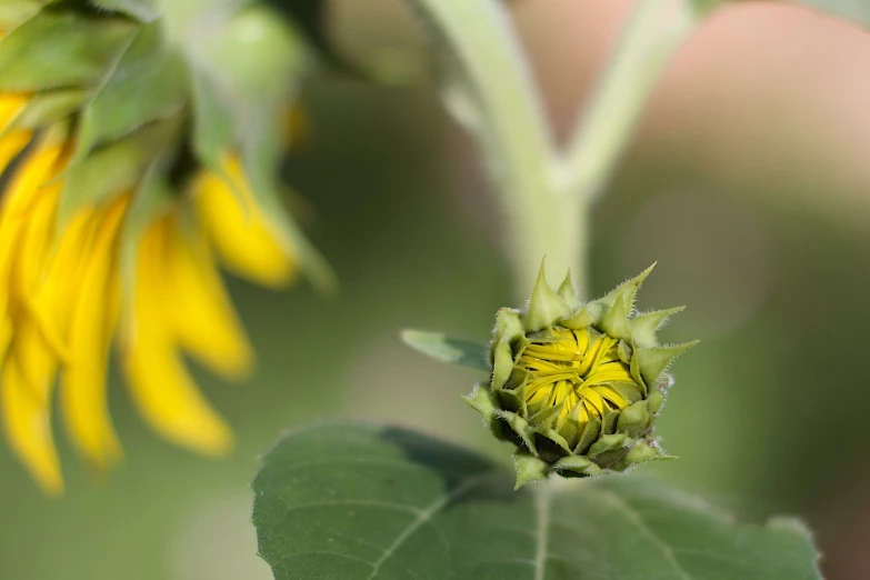 a very big pretty yellow flower on a tree