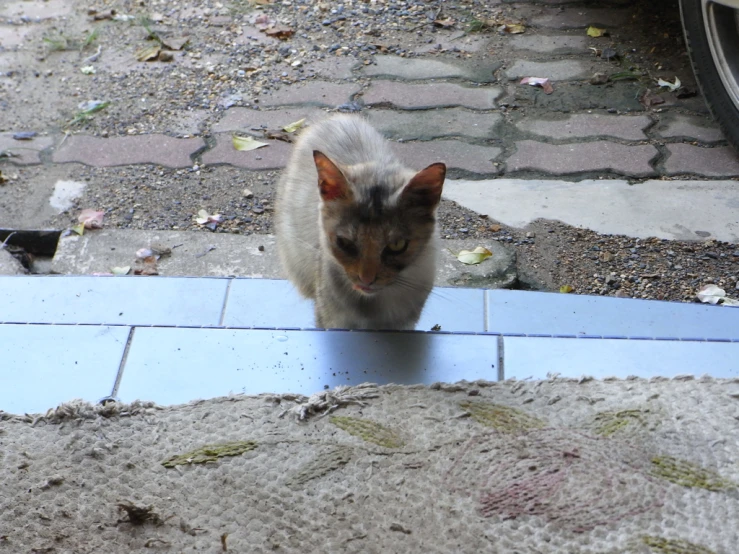 two cats are walking next to one another