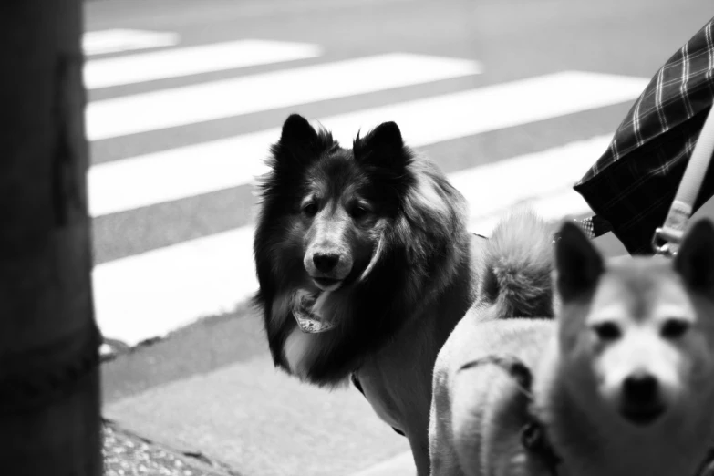 two dogs are walking down the street with their owners