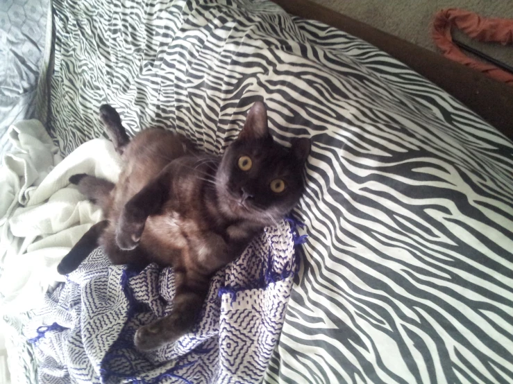 a cat laying on its back on a bed