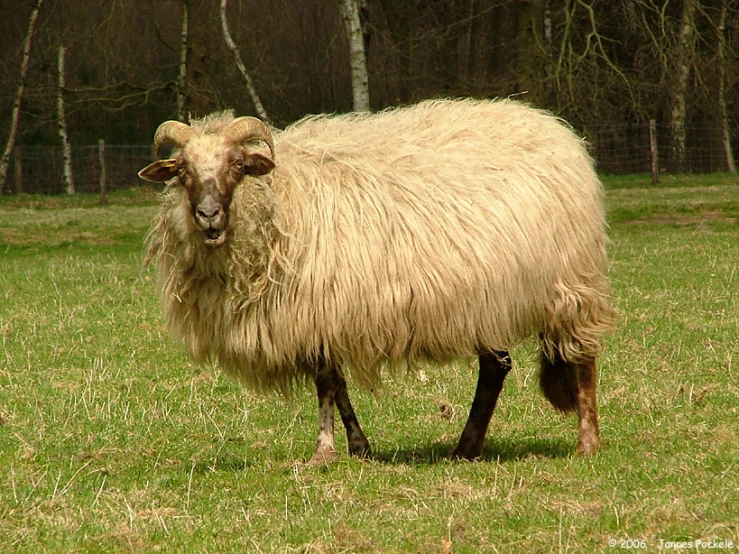 there is a long haired sheep standing in the grass