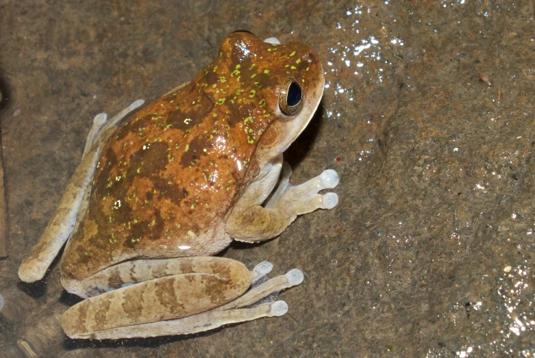 a yellow and brown frog with white marks on its face sitting on a concrete surface