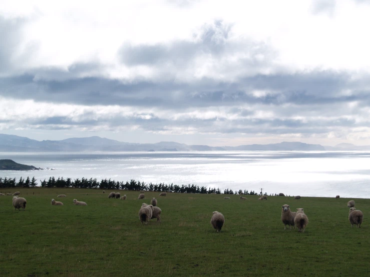 a herd of sheep standing in a grass field