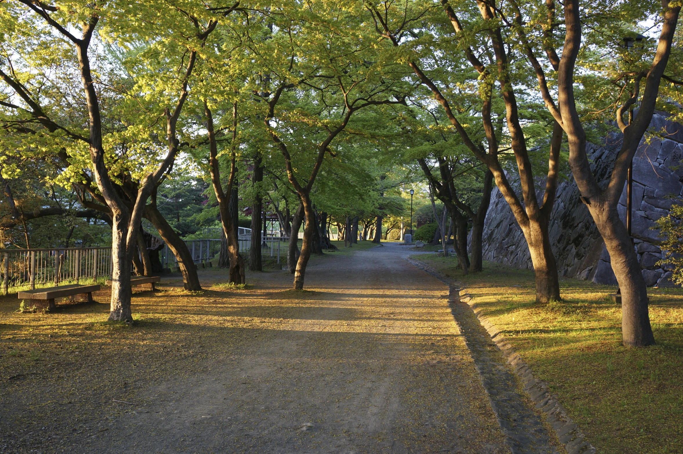 the park has benches under many trees