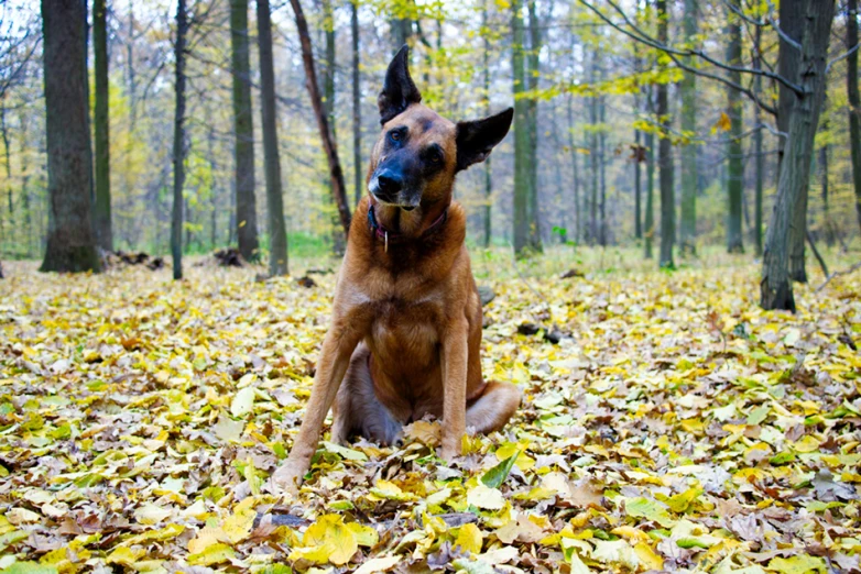 a brown dog laying in leaves on the ground