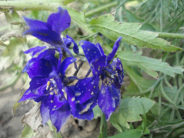 a single purple flower with drops of water on it