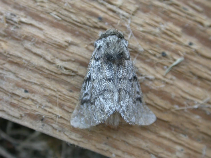 a close up po of a moth on wood