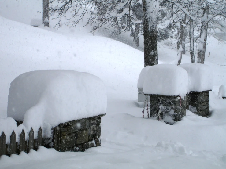 two posts are covered in snow and two trees are in the background