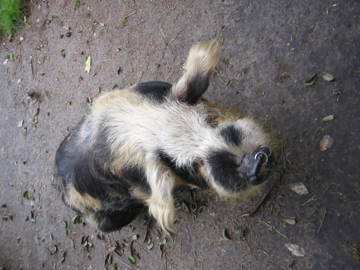 a dead animal is lying down on a pathway