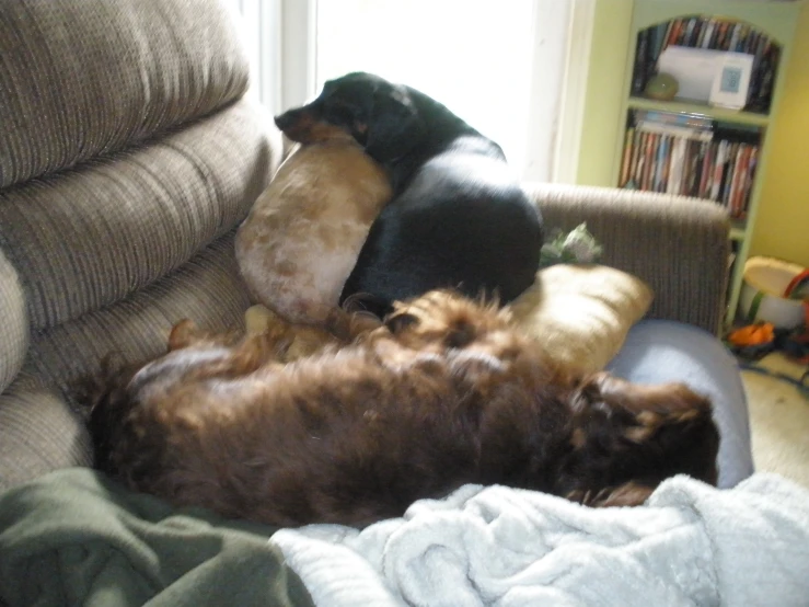 two dogs lying down together with blankets on the back