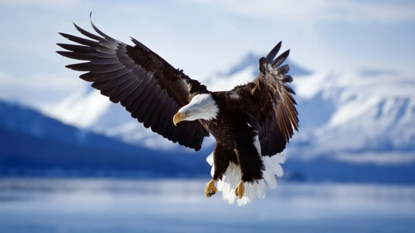 an eagle is soaring high over a lake