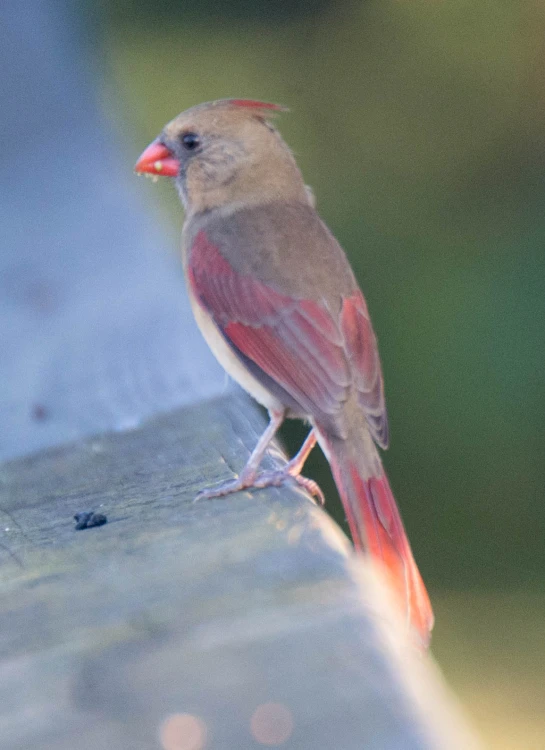 a brown and red bird sitting on top of a wooden bench