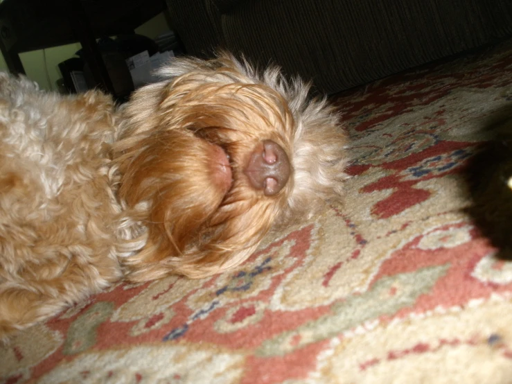 a dog sleeping on top of a bed in the middle of a room