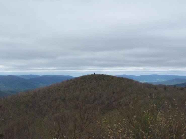 two trees in the distance, on a hillside with a sky background