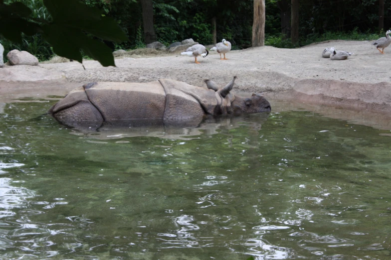 a rhino in a pool with some birds sitting on the shore behind him