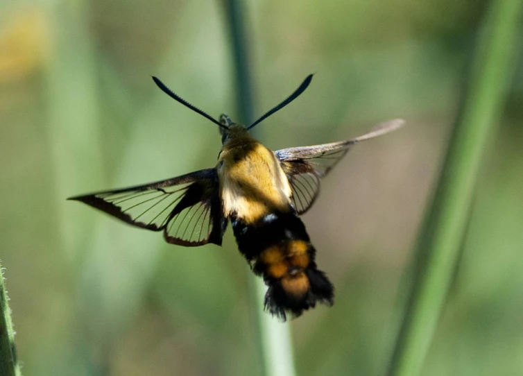 there is a moth that is sitting on a plant