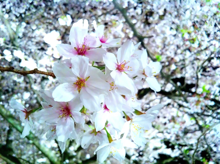 a closeup po of pink flowers and nches