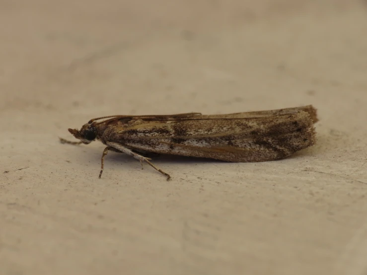 this is a moth on the side of a table