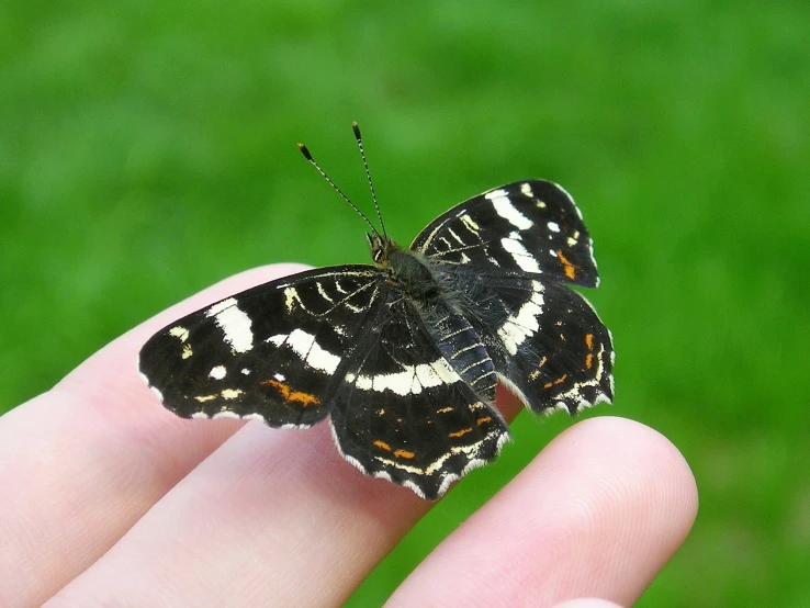 a small black and white erfly sitting on someone's finger