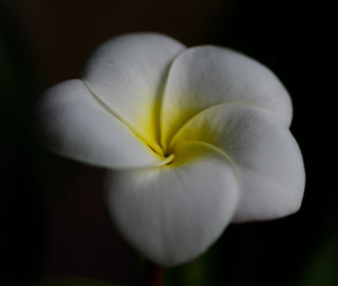 a small white flower that has a yellow stamen on the middle of its petals
