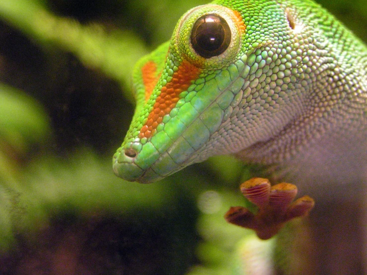 the green and orange lizard is standing on top of the nch