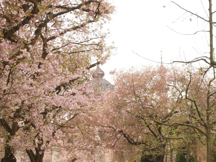 a park lined with trees and a building with a clock