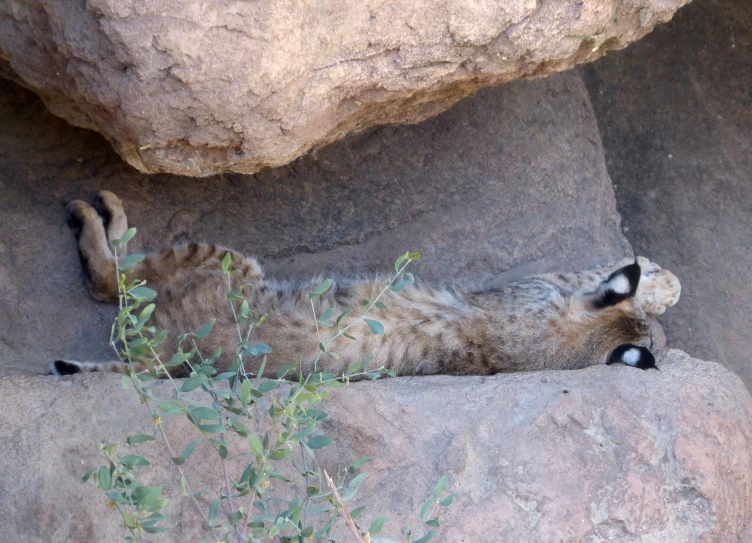 a small gray cat lying on a rock near a bush