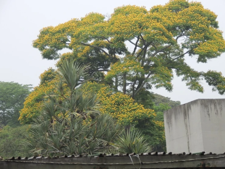 the big yellow tree has lots of tiny yellow flowers